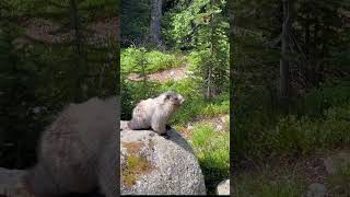 Marmot Fight backpacking camping jaspernationalpark adventure marmot hiking mountains [upl. by Annoeik]