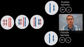 Chromosomal Inheritance [upl. by Reuven194]