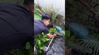 KAGET SAAT SEROK GURAME TERBESAR DI KOLAM IKAN MONSTER [upl. by Maggio]