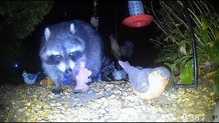 Midnight Critter Cam [upl. by Vijar423]