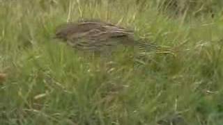 Meadow Pipit Anthus pratensis [upl. by Kippy]