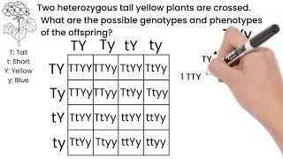 Genetic Cross Dihybrid Short Simple Science [upl. by Venetia]