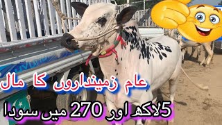 5 lak or 270 Mae soda domail mandi 2024 latest update ll gondal mandi ll Jamil tv ll [upl. by Ydneh]