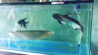 Paroon shark with silver arowana [upl. by Aratal]