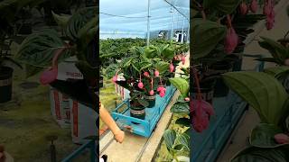 Beautiful Medinilla satisfying gardening [upl. by Ayhtin]