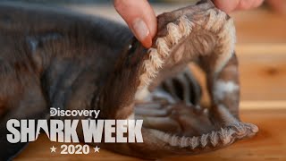 Examining a Rare Frilled Shark  Shark Week [upl. by Elletnwahs]