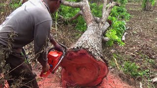 Special Red Wood Color Blush Cutting Mahogany Tree with Husqvarna 395 XP [upl. by Ynwat790]