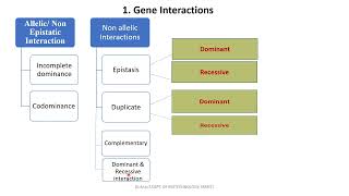 Genetics  Gene interactions [upl. by Atnas995]