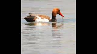 Redcrested Pochard [upl. by Seagraves256]