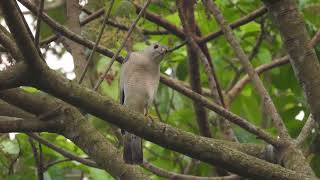 Shikra Accipiter badius [upl. by Olegnaleahcim96]