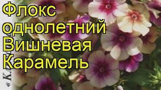 Флокс обыкновенный Вишневая Карамель Краткий обзор описание характеристик phlox drummondii [upl. by Katharina12]