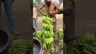 Hariom Banana loading rajpipla ka loading Banana cutting ✂️and Harvesting🌱 viral shorts [upl. by Iharas]