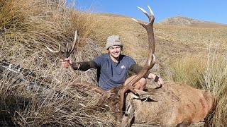 Huge Red Stag  39x39 inches  Public Land New Zealand Hunting [upl. by Notxed]