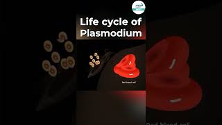 Life Cycle of Plasmodium 🦟  shorts ytshorts  Infinity Learn NEET [upl. by Minica]