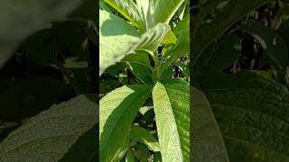 Sambong lakadbulan Leaves Blumea balsamifera [upl. by Ydde]