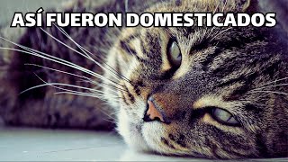 Cómo Domesticamos a los Gatos  Origen del Gato Doméstico [upl. by Lowney181]