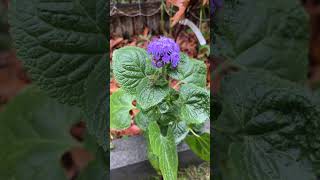 Annual ageratum bloomed late because I started seeds late [upl. by Waverly175]