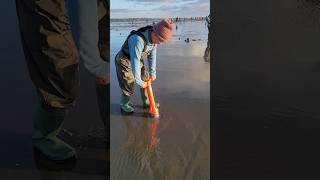 Digging Razor Clam In Washington beach shorts razorclams seafood clamming [upl. by Ahseral199]