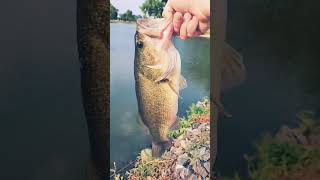 My apologies for the language excited bassfishing [upl. by Piselli]