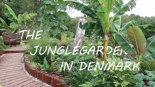 The Jungle Garden  Episode 1  Garden tour Zone 7 [upl. by Mirabelle271]