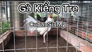 Gà TreP1 Top gà tre kiểng CubanMy 78tháng  chăm sóc gà [upl. by Moreville]