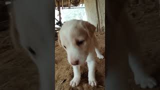 Dog puppys gang funny 🤣🤣 dogshorts  funny  shorts [upl. by Namlas]