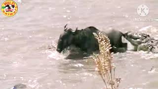 the great migration of Masai mara and crocodiles hunting wildebeest [upl. by Nellir]