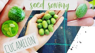 How to save cucamelon seeds [upl. by Melody]