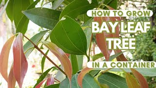 How to grow Bay Leaf tree in containers [upl. by Isteb]