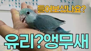 유리앵무새를 아시나요Pacific parrotlet [upl. by Sansen]