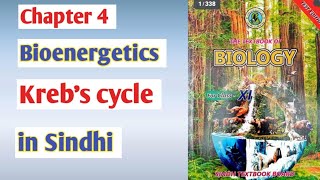 Krebs cycle class 11 biologyCitric acid cycle  Sindh board [upl. by Sivert]