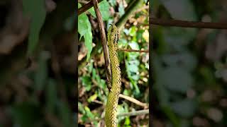 This rough scaled bush viper Atheris hispida is one of the most beautiful snake I have ever seen [upl. by Eppesuig]