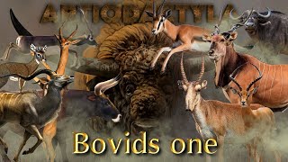 Bovids one [upl. by Zetrom]