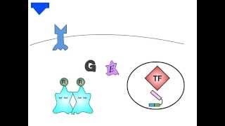 Signal Transduction Part 2 [upl. by Anallij]