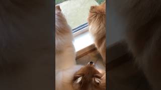 Never Miss Outdoor Pomeranian Barking Again [upl. by Zollie880]