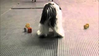 Petey the Havanese Trick Dog Champion Submission Video [upl. by Katya]