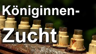 Königinnenzucht Umlarven im Nicot Zuchtsystem und Winterhagener Dreispitz nach Bauckhage [upl. by Sharpe]