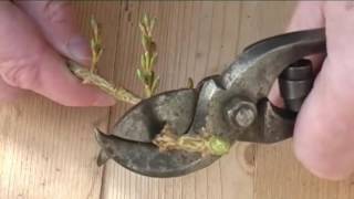 Secateurs Pruning Shears and how to take care of them  Garden Ideas [upl. by Aneres]