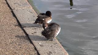 Tufted Ducks interrupted [upl. by Nerval]