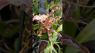 Spider Orchid  Miltassia Shelob Orchid Brassia Caudata [upl. by Annayat]