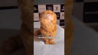 Special necklace modelling pets cat animals shortvideo shorts cutepet cute [upl. by Nosreve122]