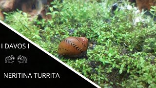 Neritina turrita [upl. by Schoenfelder]