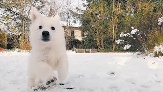 Cora the White Swiss Shepherd 8 Weeks Old — Adventures in the Snow [upl. by Dnalon893]