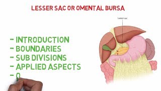 Omental bursa  Lesser sac Easy Anatomy notes [upl. by Ranip938]