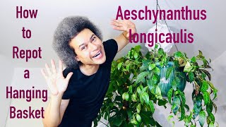 How to Repot an Aeschynanthus longicaulis Black Pagoda  Zebra Basket Vine  Lipstick Plant [upl. by Schreiber]