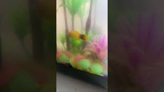 Platy pregnant fish [upl. by Ilka]