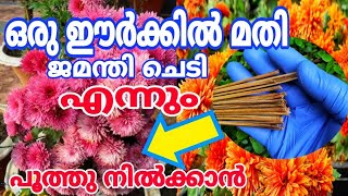 ഇത്ര സിമ്പിളായിരുന്നോ കാര്യങ്ങൾ jamanathi plant care malayalam [upl. by Rame]