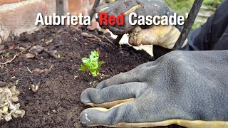 Planting Aubrieta Red Cascade  Restoring Wall Planter Part 2 [upl. by Lovell]