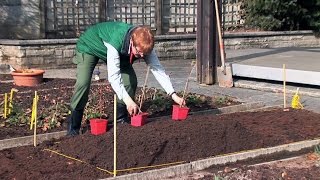 Pflanzanleitung Himbeeren  Standort Zeitpunkt Pflanzung Pflege Pflanzgerüst Aufbinden [upl. by Swithin]