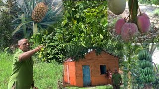 Antonio tiene toda clase de fruta y víveres en el patio la vida del campo en República Dominicana [upl. by Tadio]